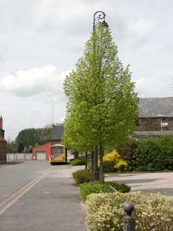 tilia cordata dombrie